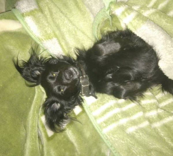 Rambo