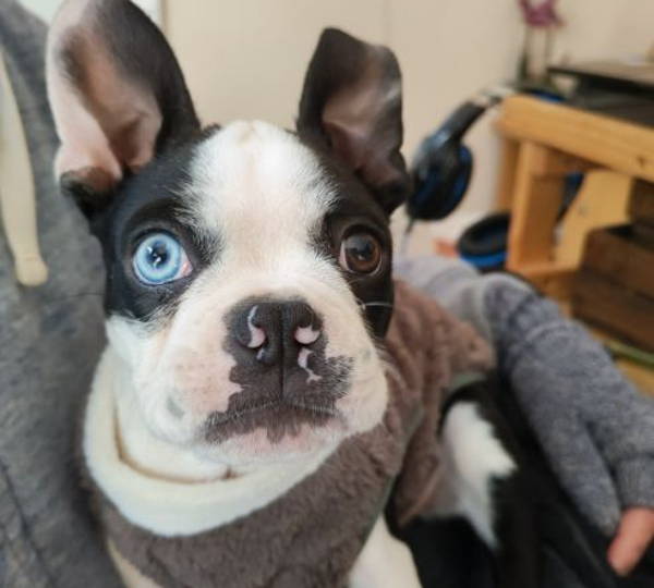 Freya Blue