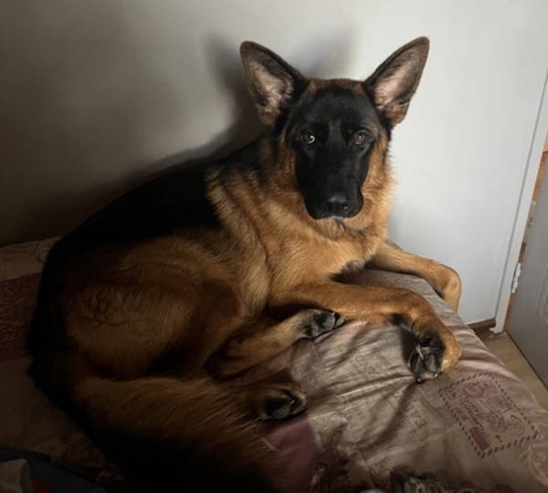 Xara