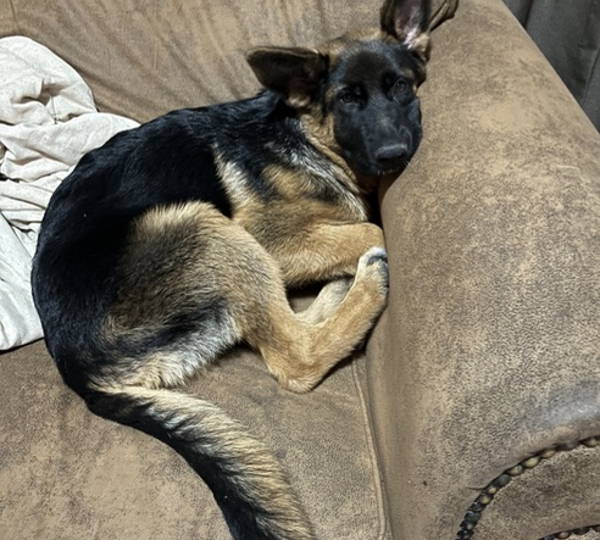 Xara