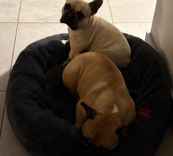 Bella, Abu, Milo & Bailey