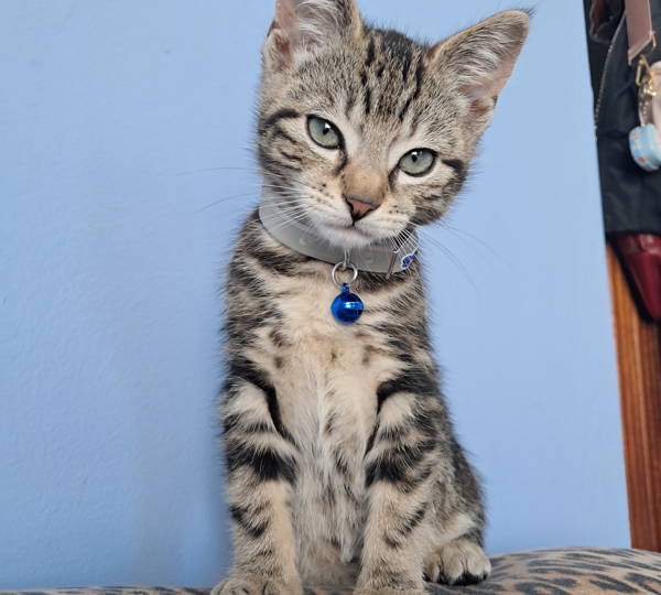 Rocket