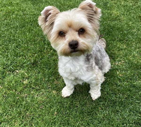 Hailey
