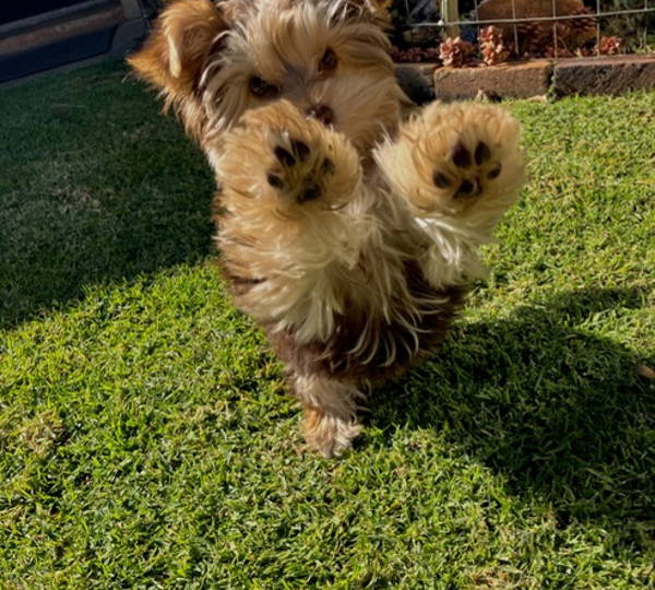 Hailey