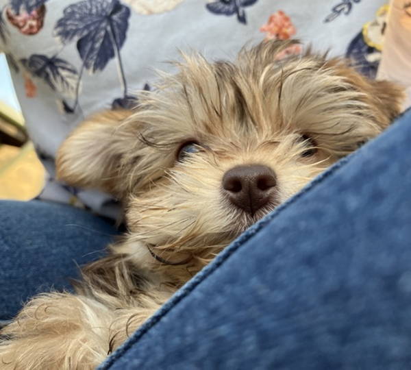 Hailey