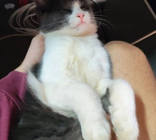 Luu