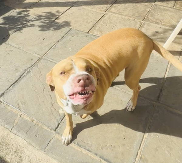 Tyson