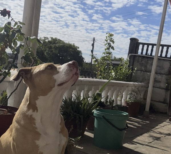 Tyson