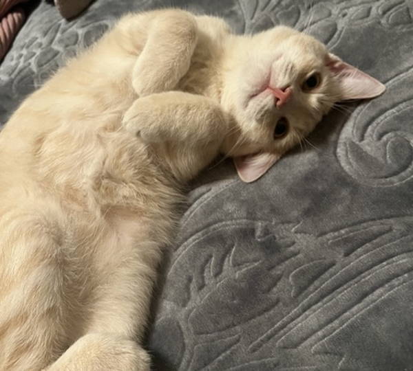 Simba