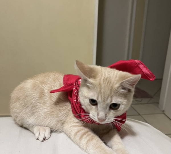 Simba