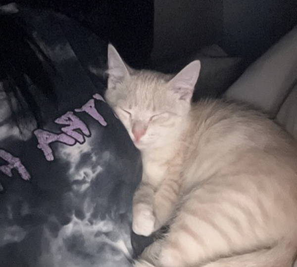 Simba