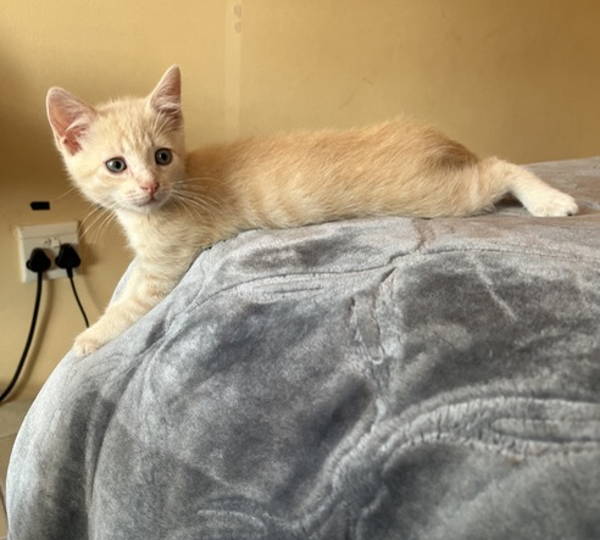 Simba
