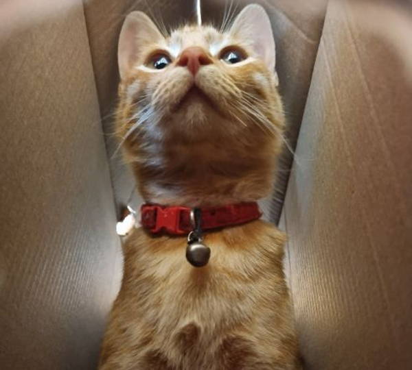 Tigger
