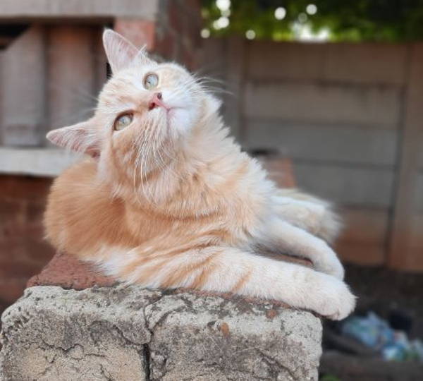 Garfield