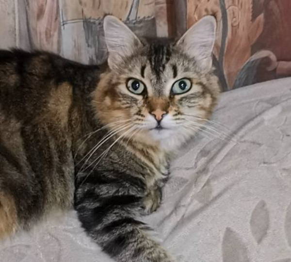Kattie