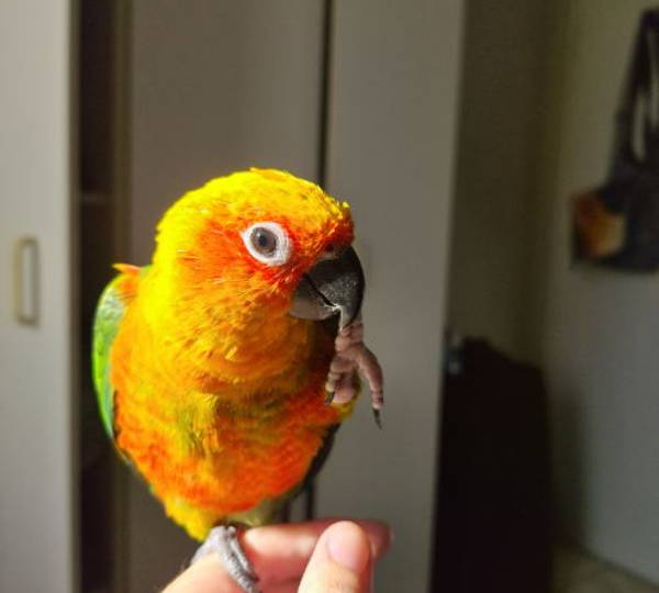 Kiko