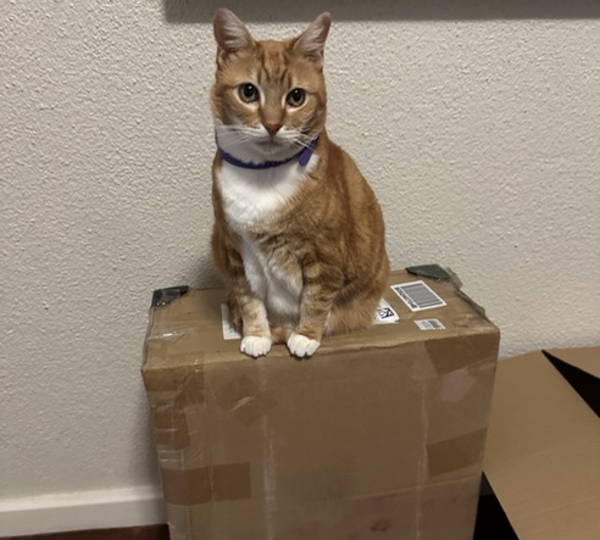 Kimi
