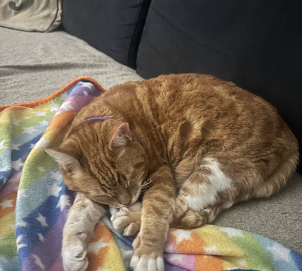 Kimi