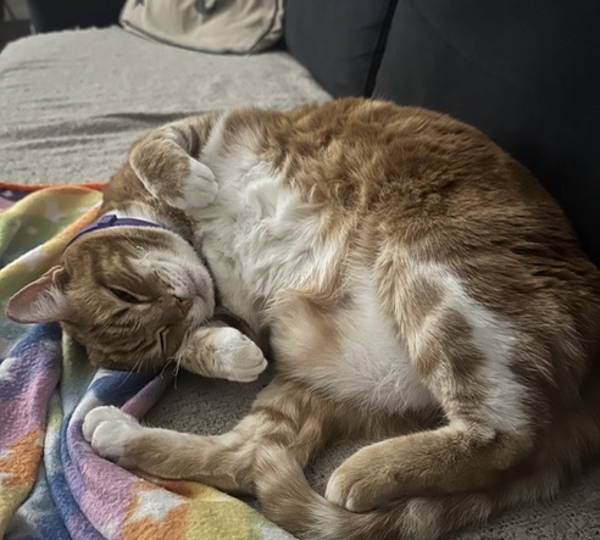 Kimi
