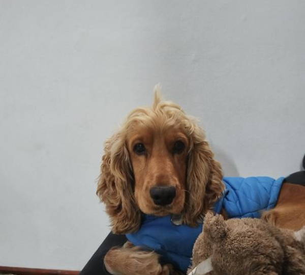 Toby