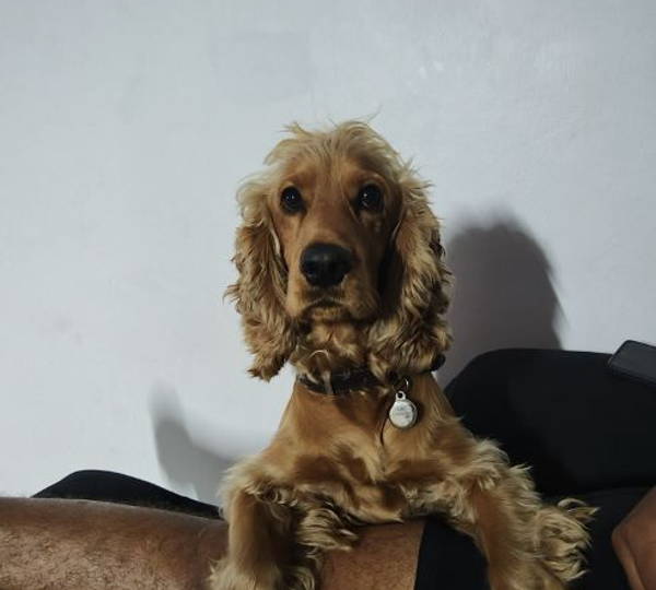 Toby