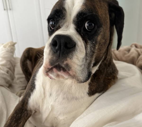 Harley
