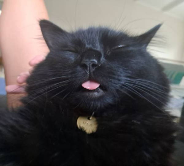 Ula