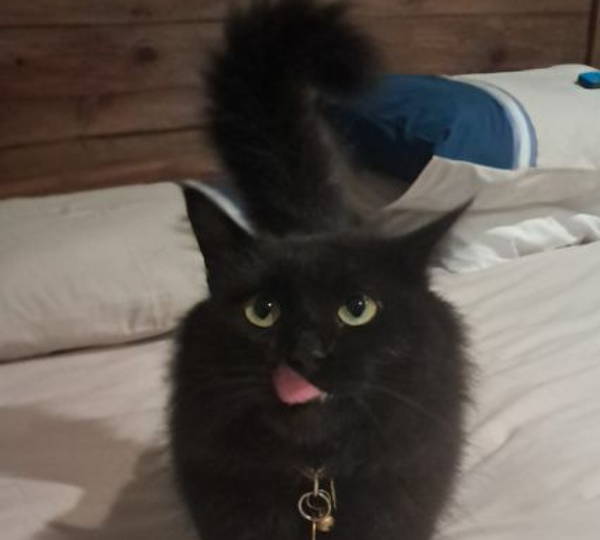 Ula