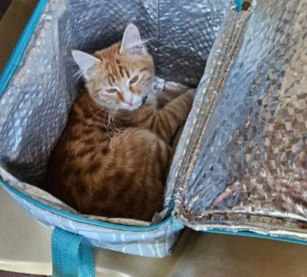 Cinnamon