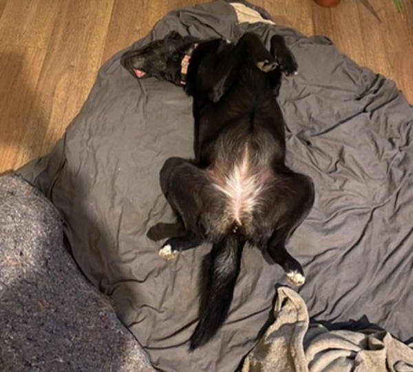 Ella