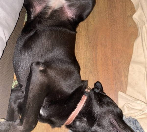 Ella