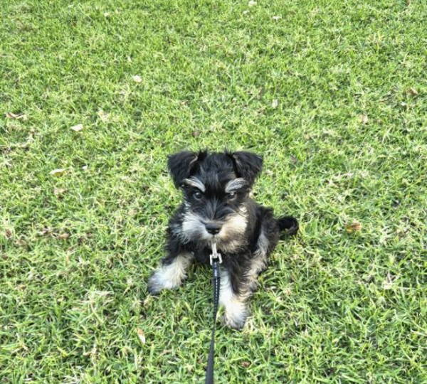 Ollie