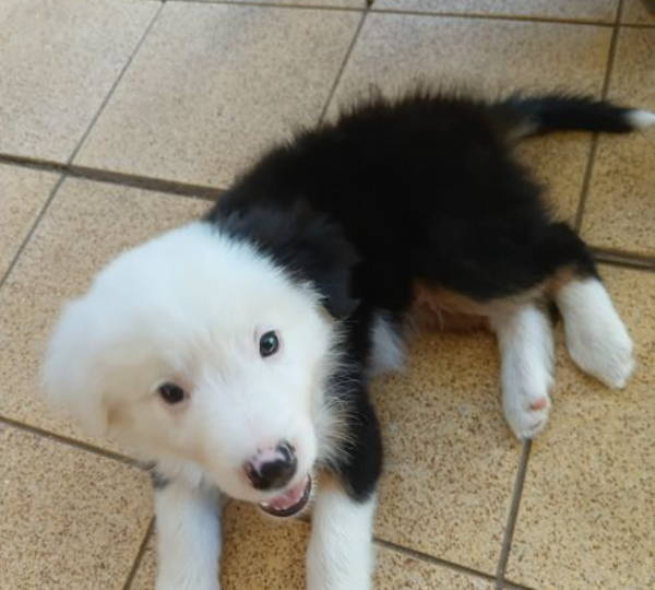Oreo