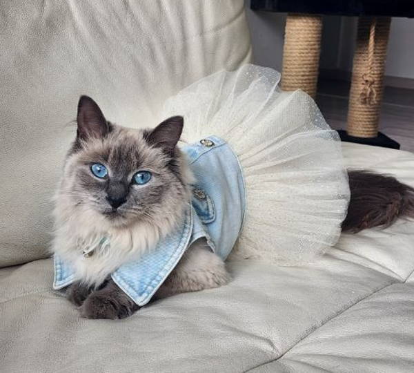 Khaleesi