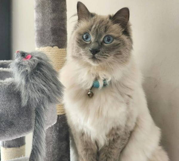 Khaleesi