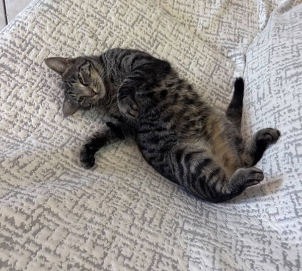 Nyla