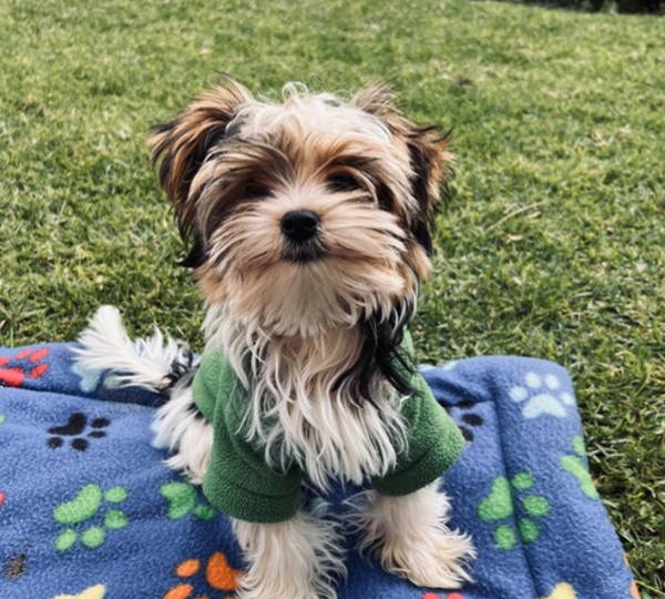 Cooper
