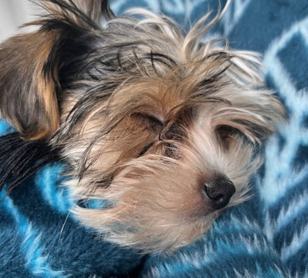 Cooper