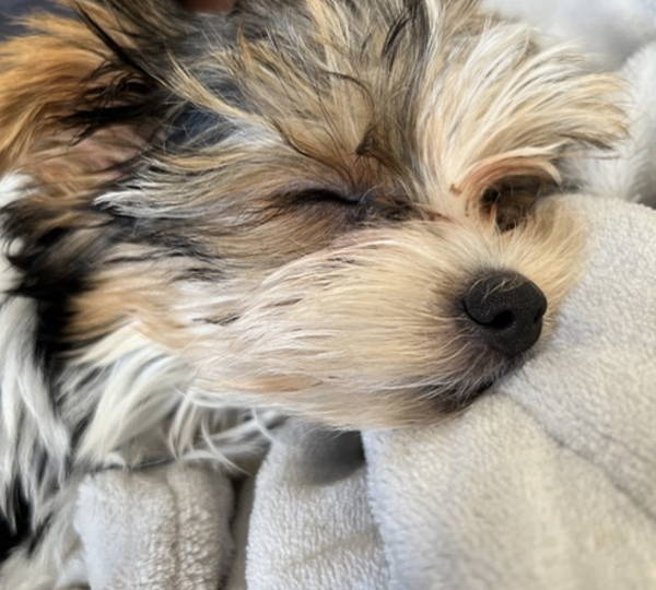 Cooper