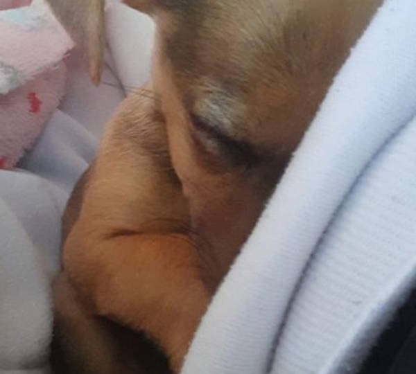 Milo