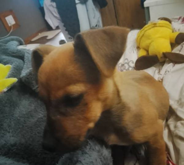 Milo
