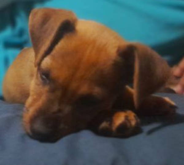 Milo