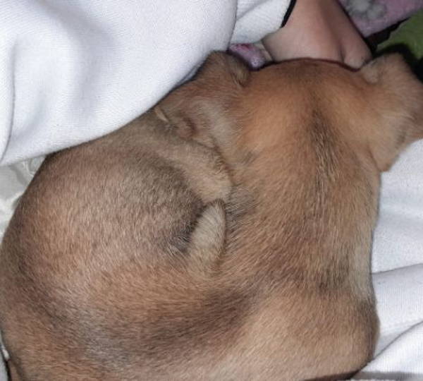 Milo