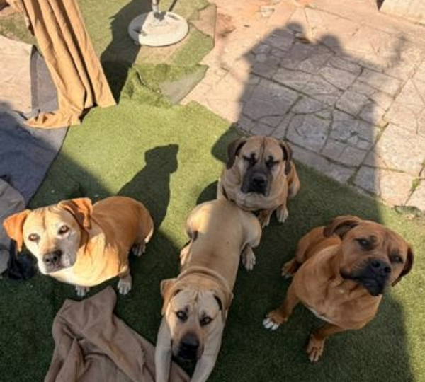 Narla, Pepper,Paws & Zeus