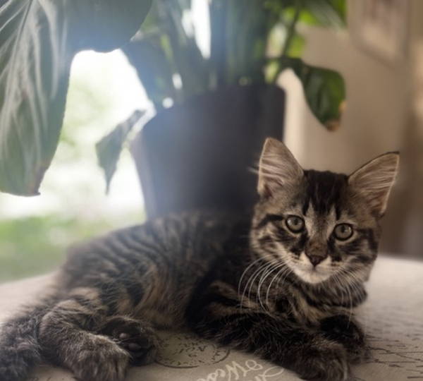 Max