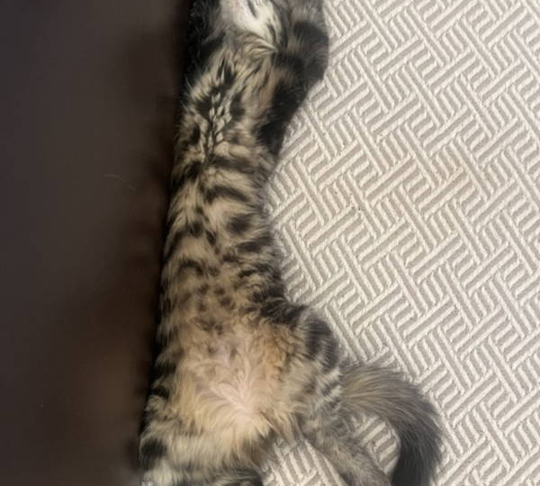 Max