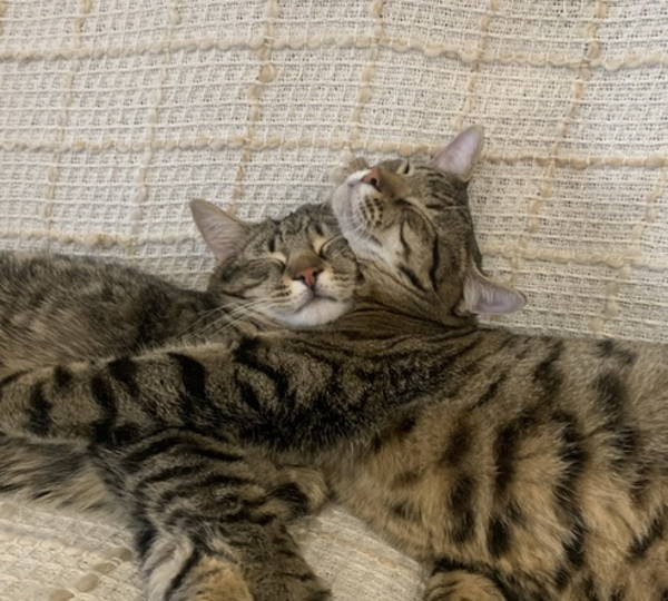 Saber & Toby