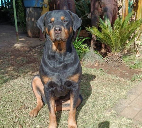 Anja