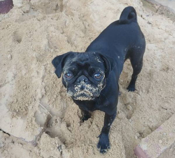 Nugget