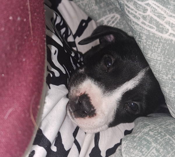 Xena